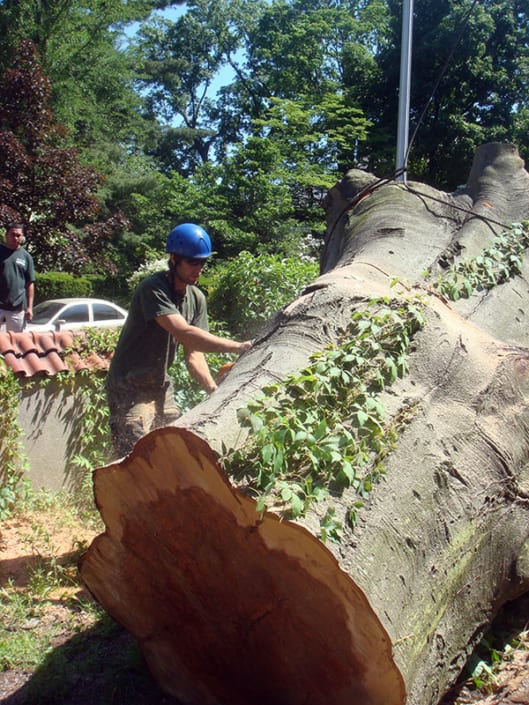 kaiser-tree-large-tree-removal