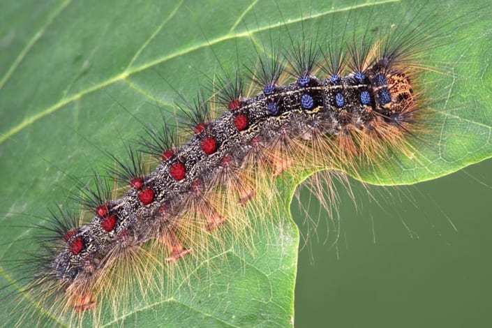 gypsy-moth-caterpillar