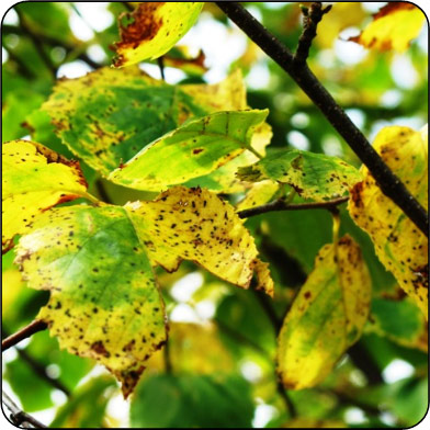 leaf-spot-in-birch