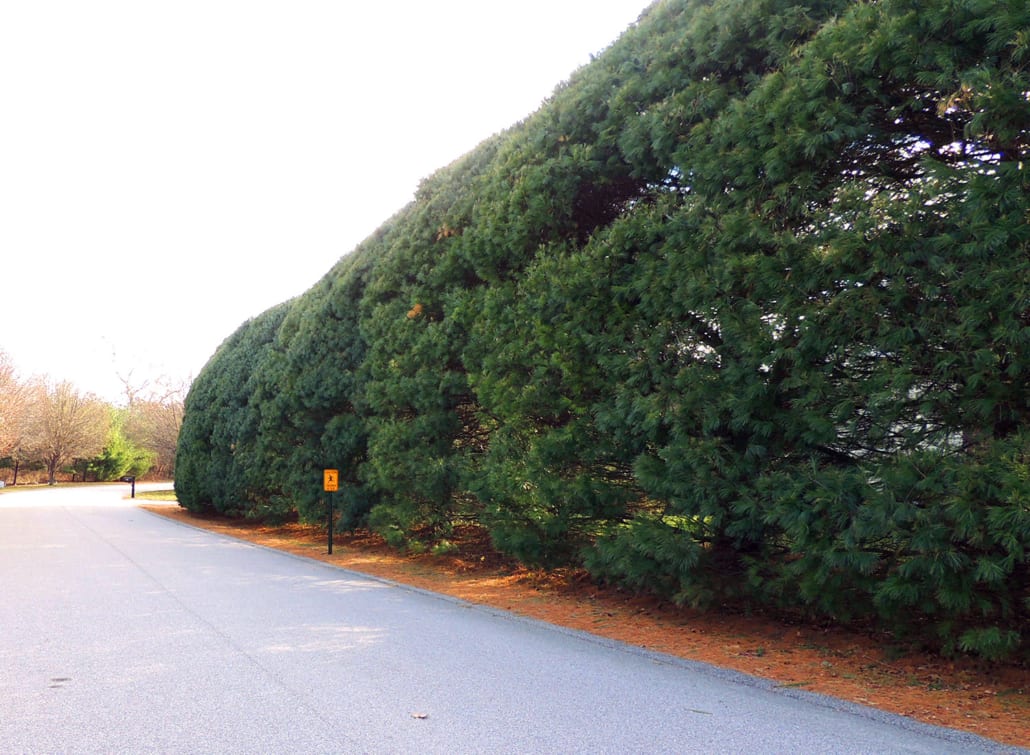white-pine-hedge