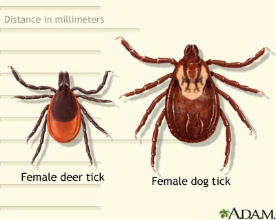 deer-and-dog-tick